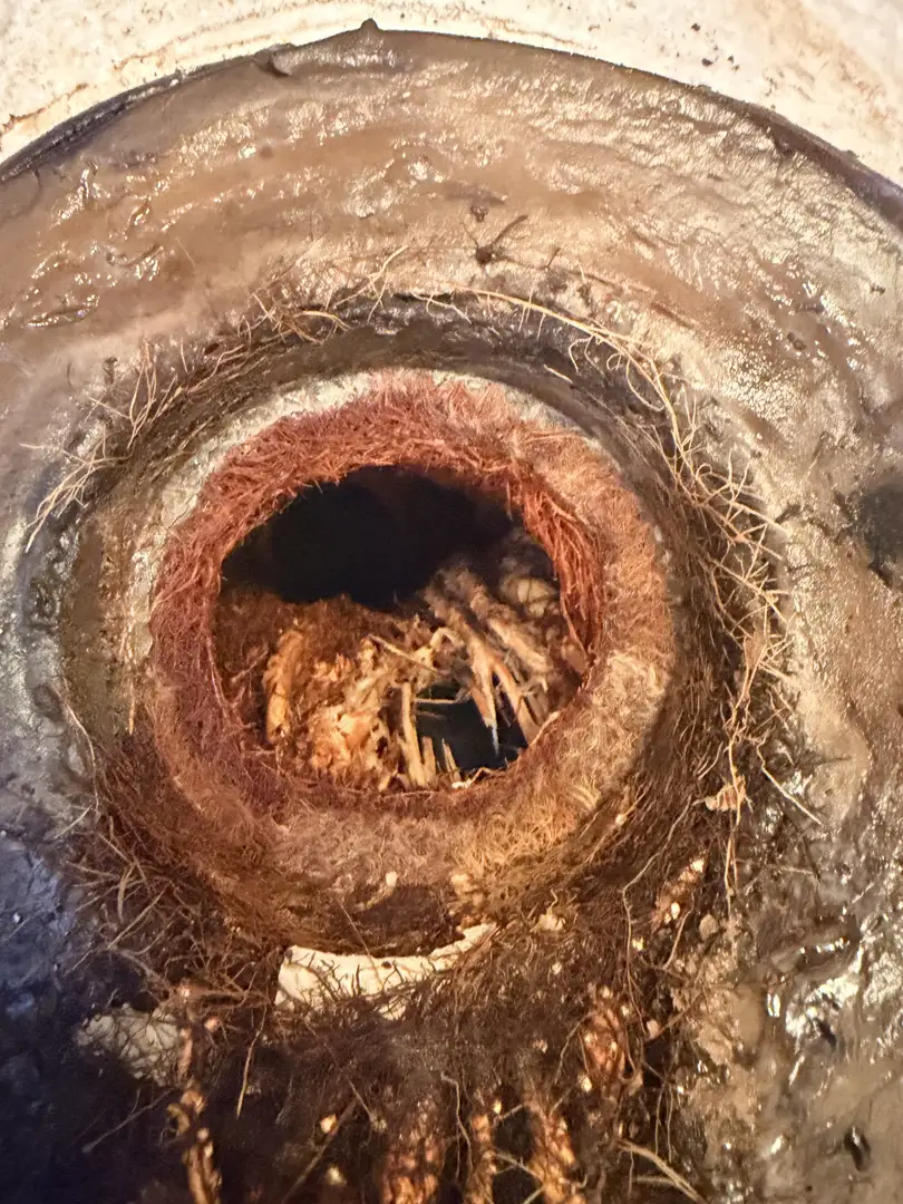 Home what causes sewer line damage over time